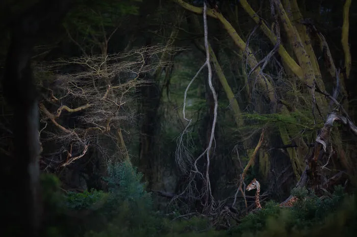 Overall Winner: 'Jurassic Park' By Roberto Marchegiani
