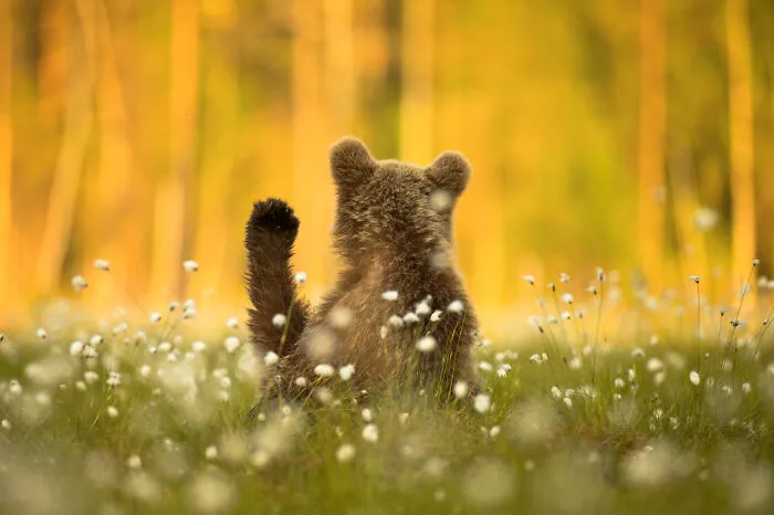 Nature-Photography-Contest-Npoty-2020