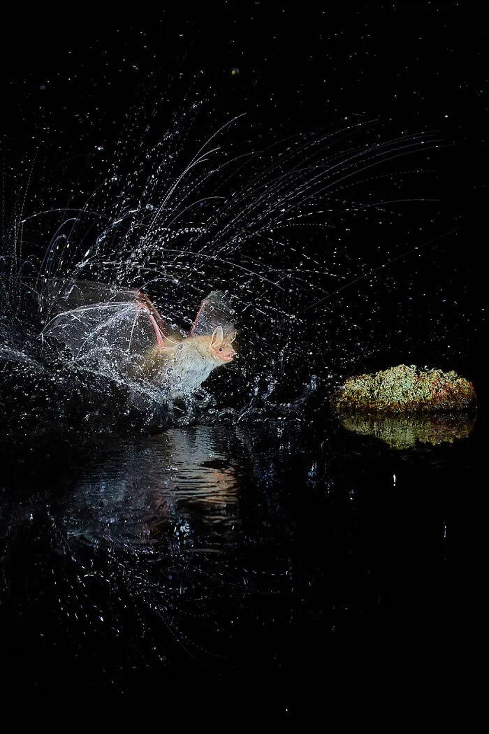Category Mammals: Runner-Up, 'Splash!!!' By Antonio Leiva Sanchez