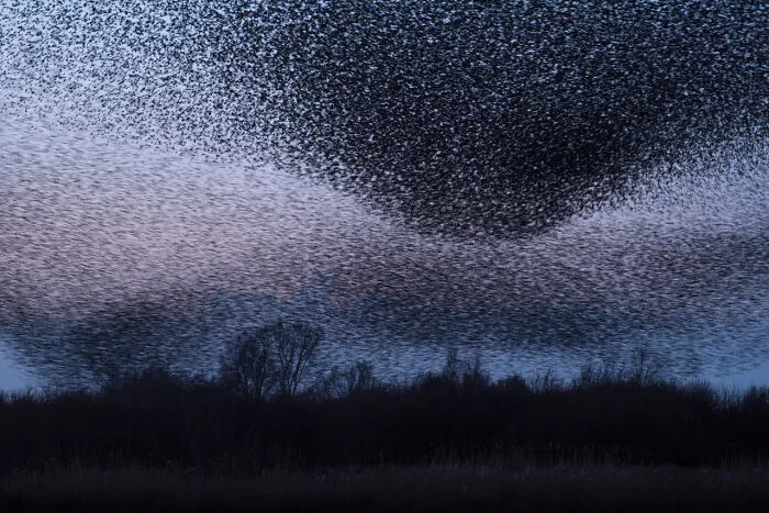 Category Animals Of 'De Lage Landen': Winner, 'The Apocalypse' By Bart Siebelink
