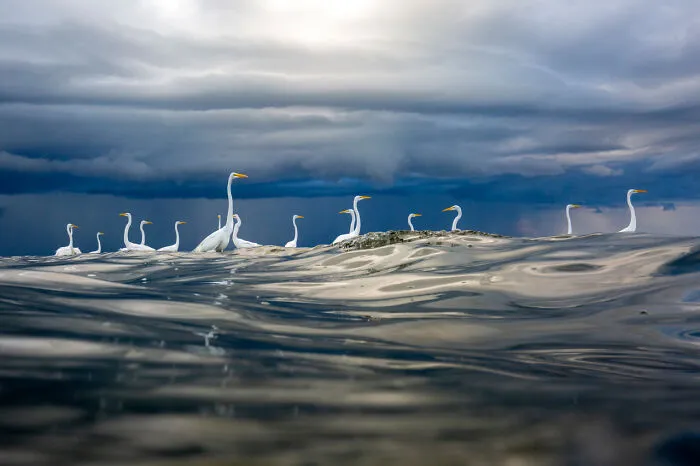 Category Birds: Highly Commended, 'Storm Brewing' By Oscar Diez