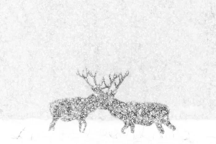 Category Black & White: Highly Commended, 'Red Deer In White' By Kevin Berghmans