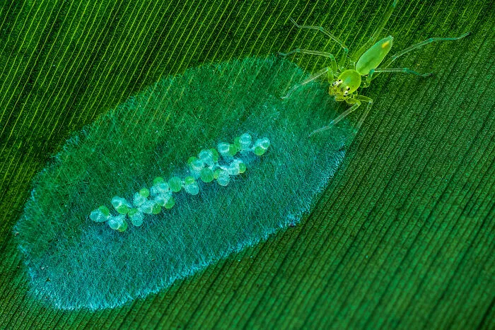Category Other Animals: Runner-Up, 'Take Care' By Yuhui Hu 