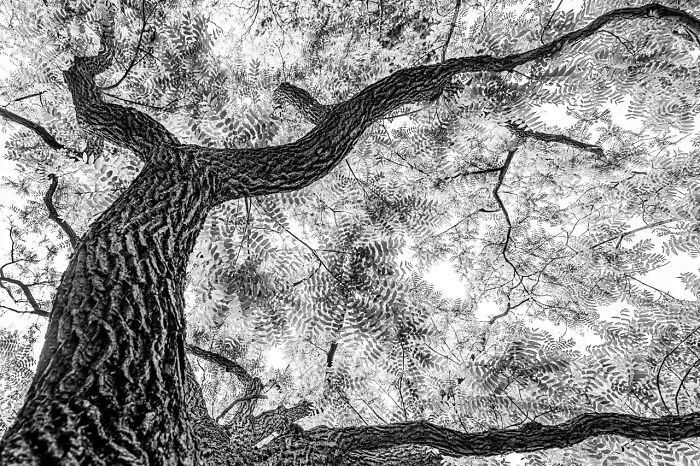 Category Black & White: Runner-Up, 'Black Walnut' By Franka Slothouber