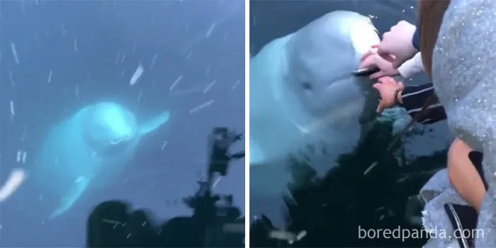 Beluga Whale Saves An iPhone!