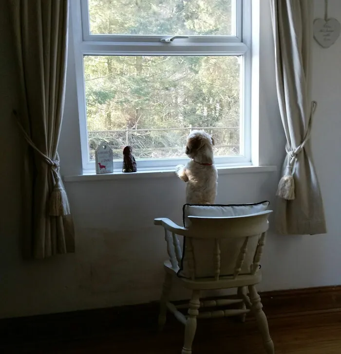 30 Photos Of Pets Being The Only Nosey Neighbors You Can't Be Annoyed At