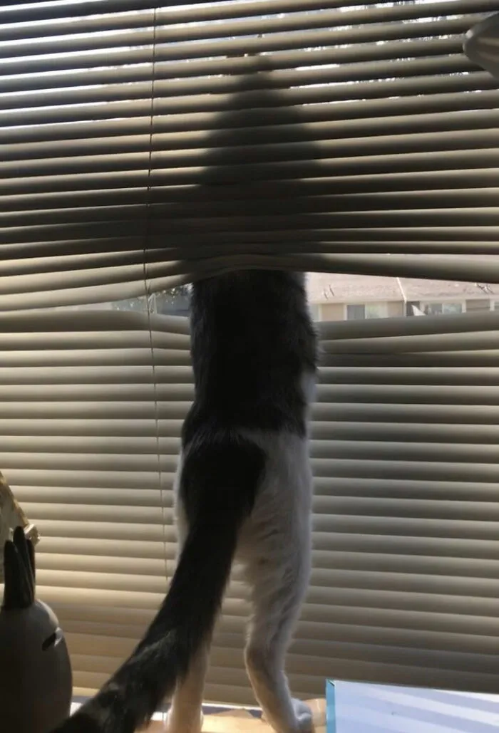 30 Photos Of Pets Being The Only Nosey Neighbors You Can't Be Annoyed At