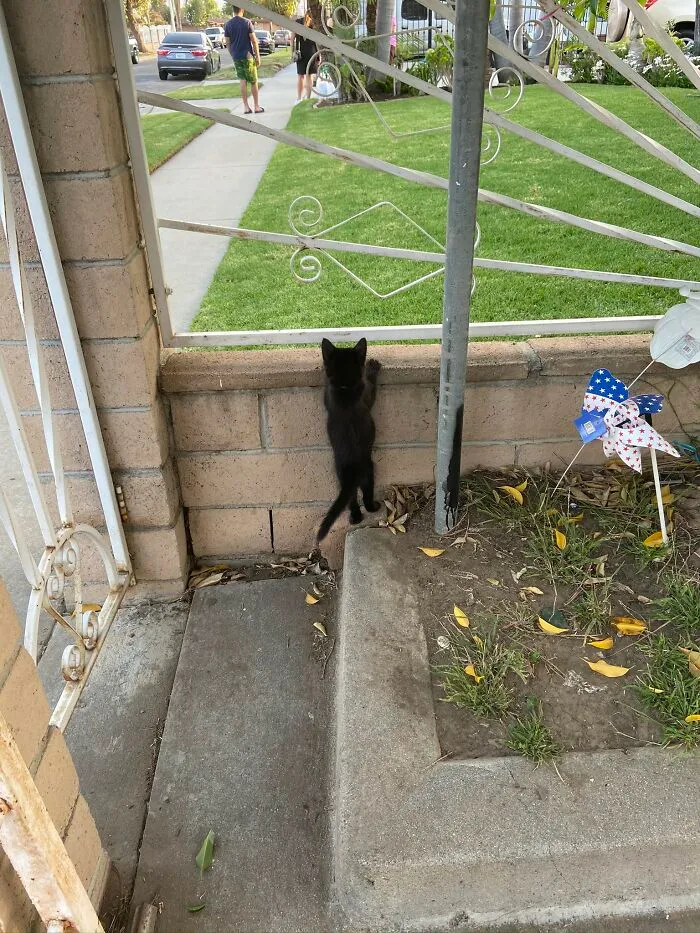 30 Photos Of Pets Being The Only Nosey Neighbors You Can't Be Annoyed At