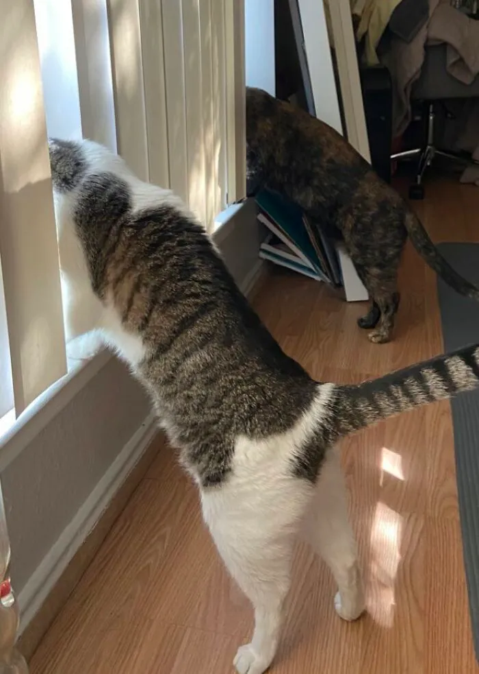 30 Photos Of Pets Being The Only Nosey Neighbors You Can't Be Annoyed At