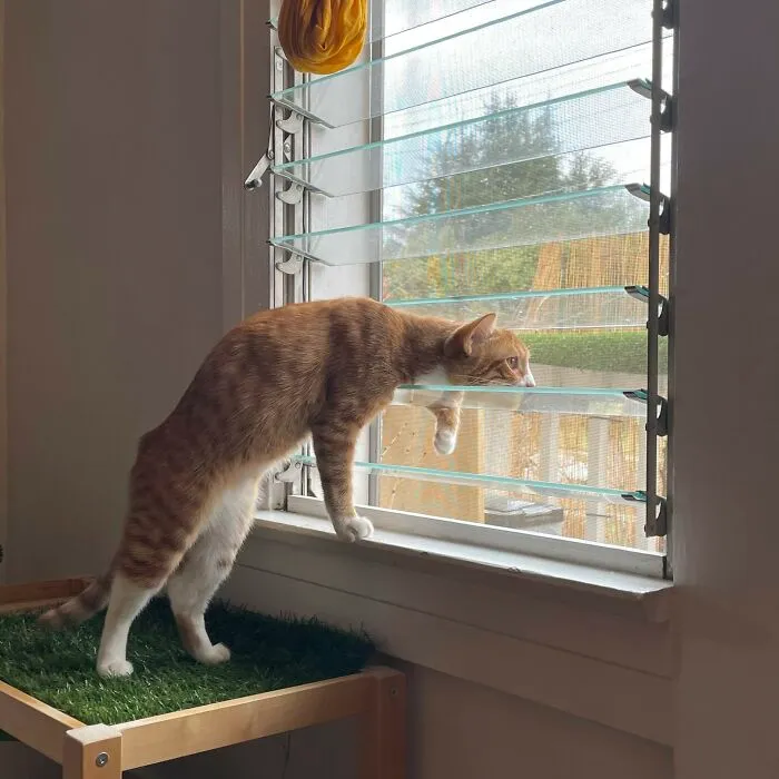 30 Photos Of Pets Being The Only Nosey Neighbors You Can't Be Annoyed At
