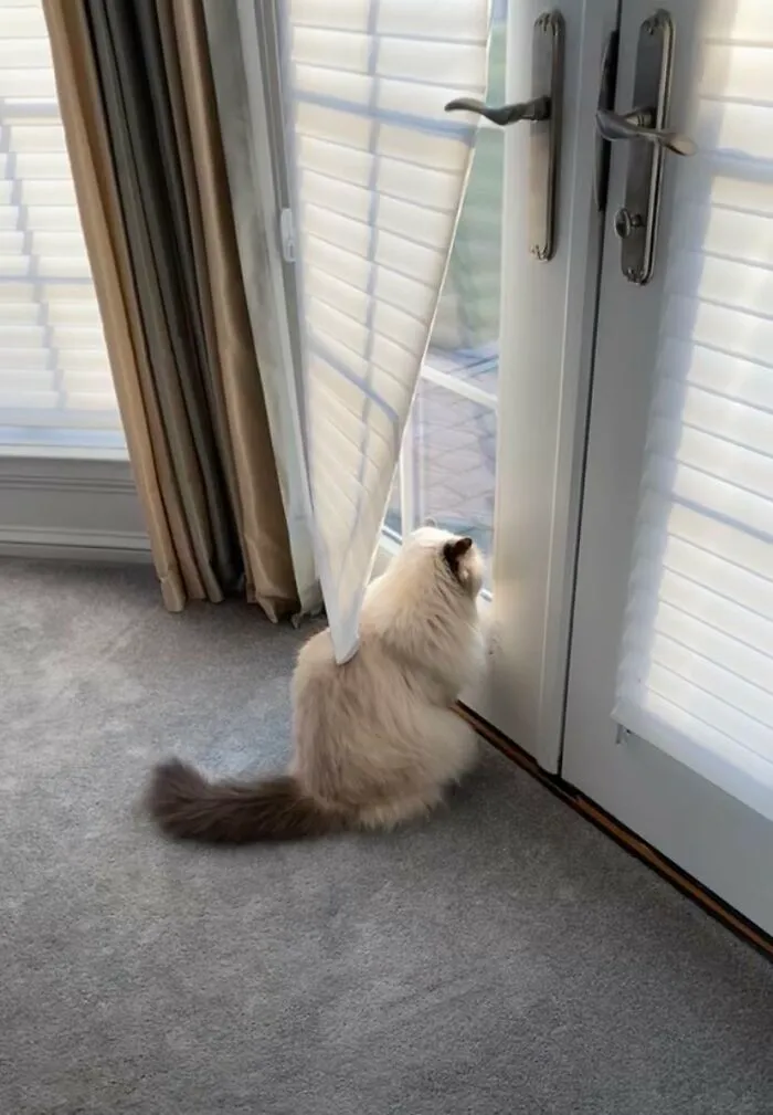 30 Photos Of Pets Being The Only Nosey Neighbors You Can't Be Annoyed At
