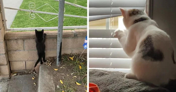30 Photos Of Pets Being The Only Nosey Neighbors You Can't Be Annoyed At
