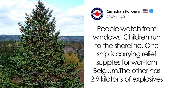 Turns Out, Each Year, Nova Scotia Sends A Christmas Tree To Boston To Honor A Century-Long Partnership