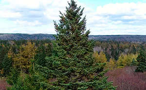 Turns Out, Each Year, Nova Scotia Sends A Christmas Tree To Boston To Honor A Century-Long Partnership