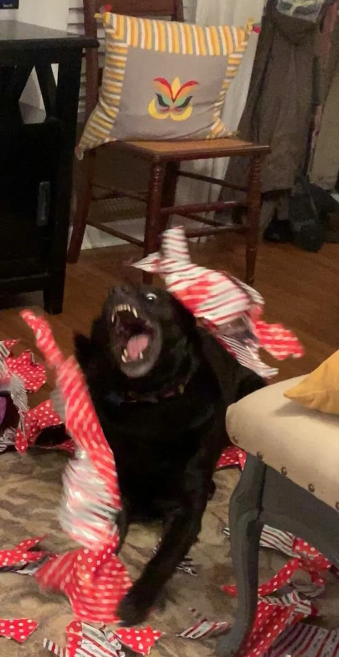39 Christmas Pics That Were Supposed To Be Nice Until The Dog Showed Up