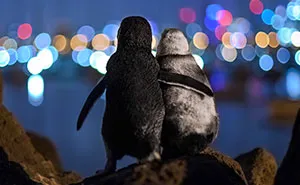2 Widowed Penguins Hugging Each Other Wins 2020 Ocean Photography 1st Place Award