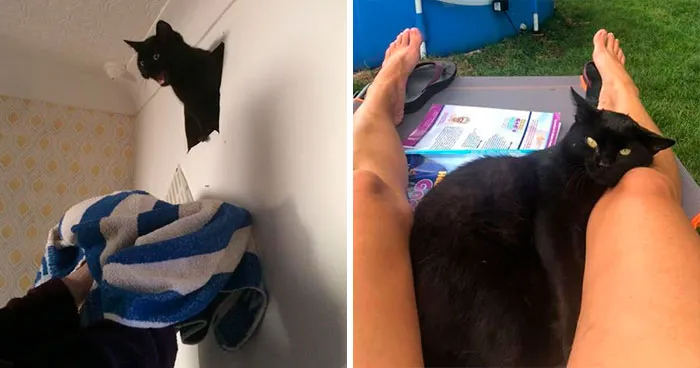 45 Of The Best 'My House, Not My Cat' Moments That Have Ever Happened To Humans (New Pics)