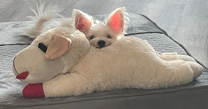 30 Pics That Prove All Living Creatures Need Toys (New Pics)