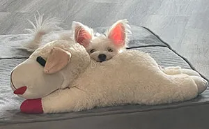 30 Pics That Prove All Living Creatures Need Toys (New Pics)