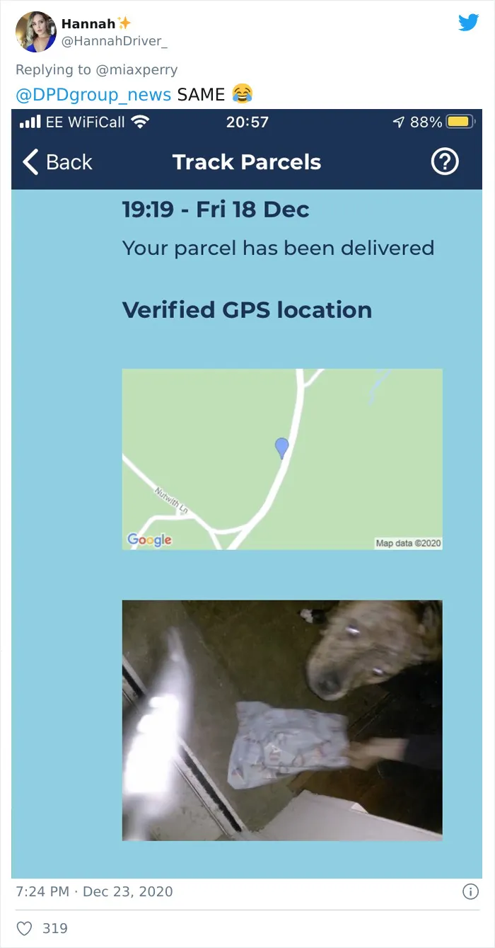 29 Pets Who Surprised Their Owners By "Collecting" Their Delivery