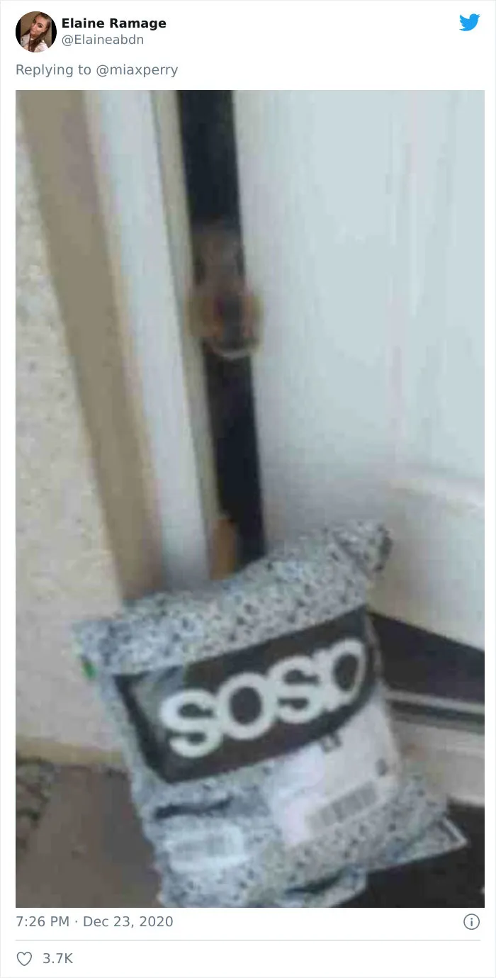 29 Pets Who Surprised Their Owners By "Collecting" Their Delivery