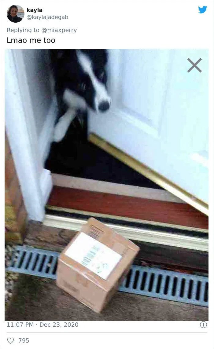 29 Pets Who Surprised Their Owners By "Collecting" Their Delivery