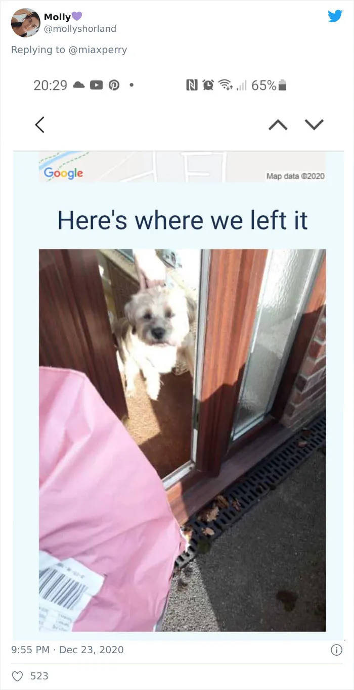 29 Pets Who Surprised Their Owners By "Collecting" Their Delivery