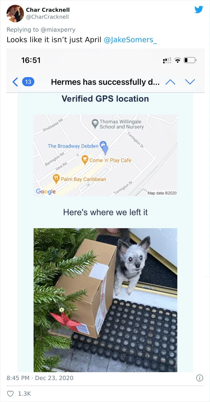 29 Pets Who Surprised Their Owners By "Collecting" Their Delivery