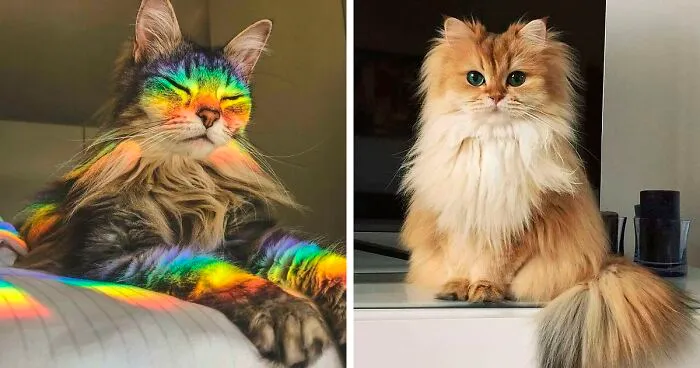 This Online Community Documents Photos Of 'Supermodel Cats' That Certainly Know How To Strike A Pose (50 Pics)
