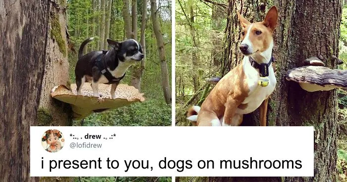 Dogs Standing On Mushrooms Is The Internet's New Favorite Thing (26 Pics)