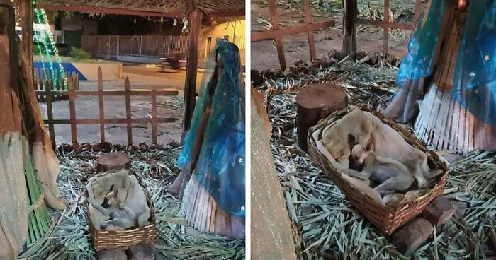This Woman Passing By Nativity Scene Notices Someone Sleeping In The Manger