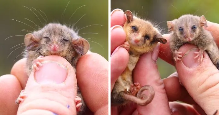 Rare Pygmy Possums Just Got Rediscovered After Fears That Bushfires Wiped Them Out