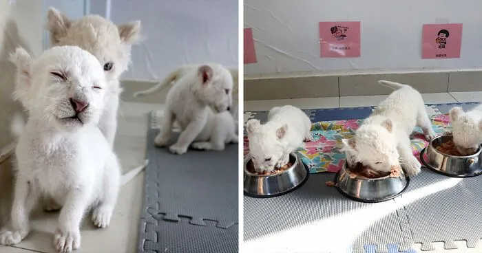 Extremely Rare White Lion Quadruplets Prepare To Meet Public For The First Time After Being Born