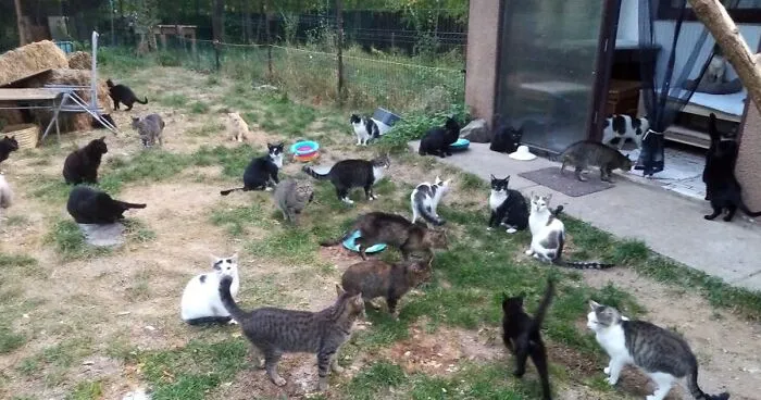 My Sister And I Started A Rescue Shelter And Rescued Over 200 Cats In 3 Years (12 Pics)