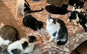 My Sister And I Started A Rescue Shelter And Rescued Over 200 Cats In 3 Years (12 Pics)
