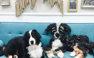 People On Facebook Are Sharing Funny Pics Of How Much Their Dogs Shed (25 Pics)