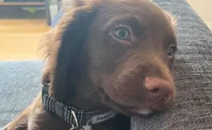 People Are Posting Their Dog's Happiest Expressions For The 'Smiling Dog' Challenge (30 Pics)