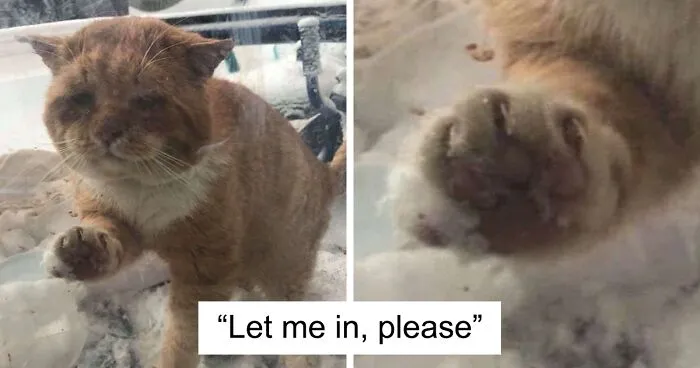 Sick And Cold Stray Cat Knocks On Woman's Window Asking To Be Let In