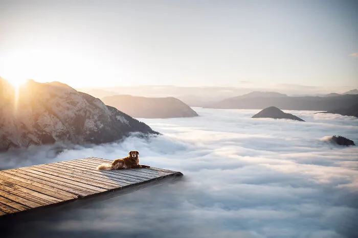 I Want To Show That Adopted Dogs Are Beautiful So I Captured These 30 Photos