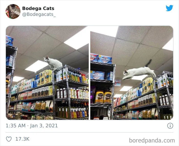 This Twitter Account Collects Photos Of Cats In Small Shops Looking Like They Own The Place (50 New Pics)