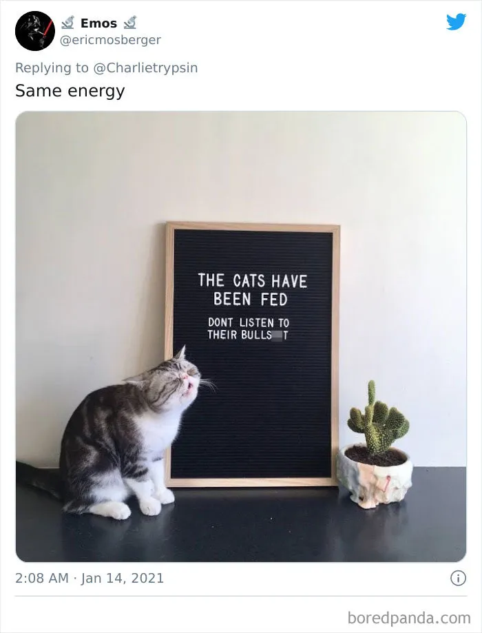 34 Times Cats Acted So Audacious That Their Owners Put Up A Sign To Warn Others About Their Ways