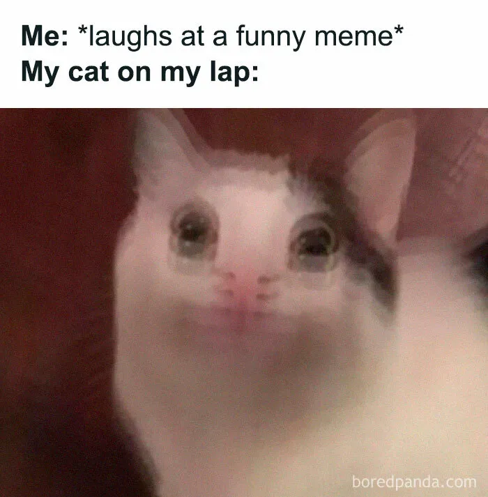 50 Funny Cat Jokes Created By People Clearly Living With One