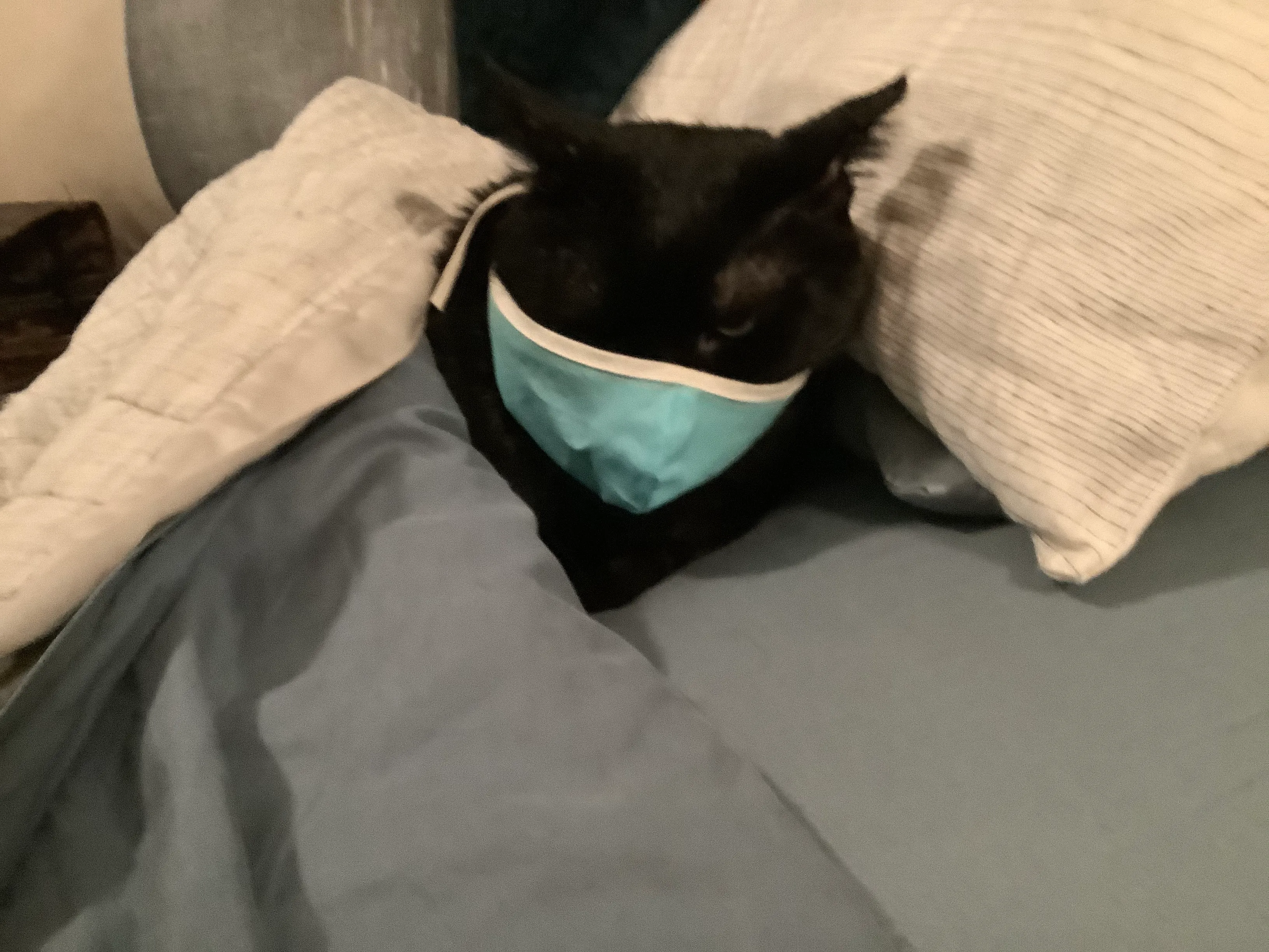 I Put Hats On My Cat And Now It Is The Most Cutest Thing Ever.