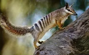 Here Are 40 Adorable, Scary, And Weird Australian Animals I Gathered