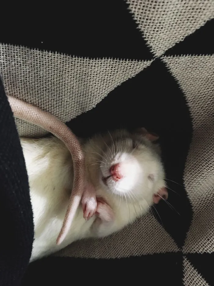 Sleepy Days And Nights
