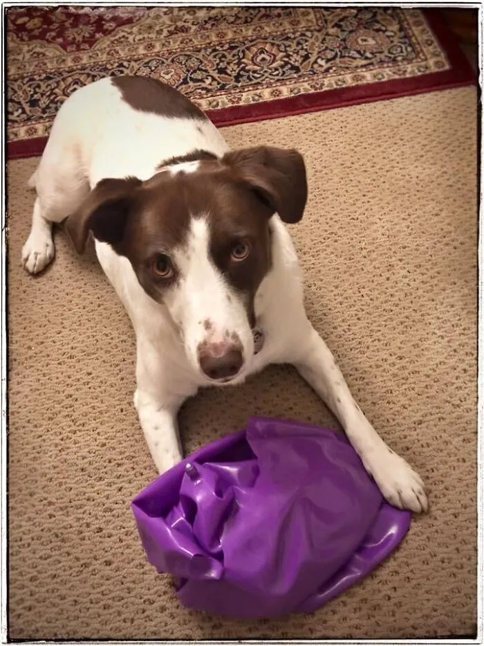 Fable Popped Her Giant Ball In About 5 Minutes. Now They’re Both Sad And Deflated