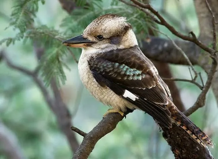 Kookaburra perched on a tree branch showcasing adorable Australian animals in a natural forest environment.