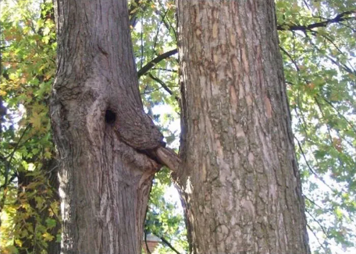 5 Minutes Into Photosynthesis And Chill
