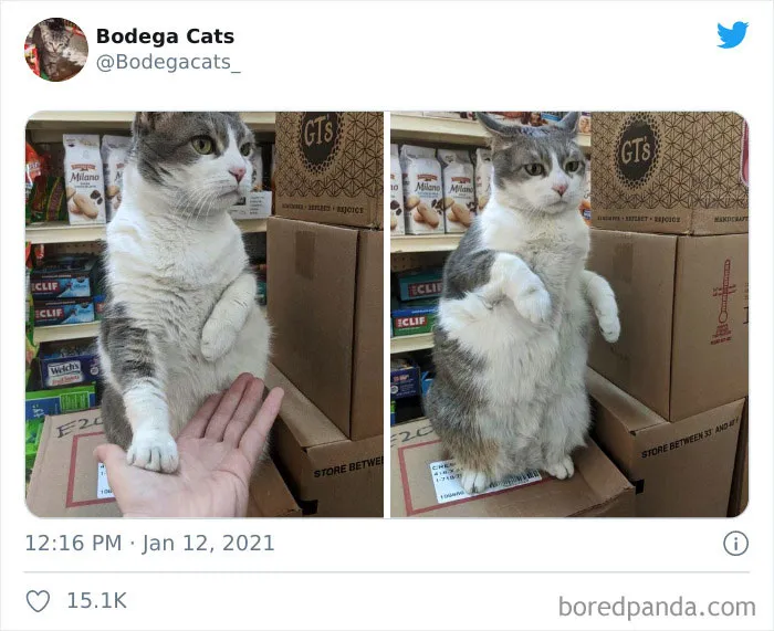 This Twitter Account Collects Photos Of Cats In Small Shops Looking Like They Own The Place (50 New Pics)