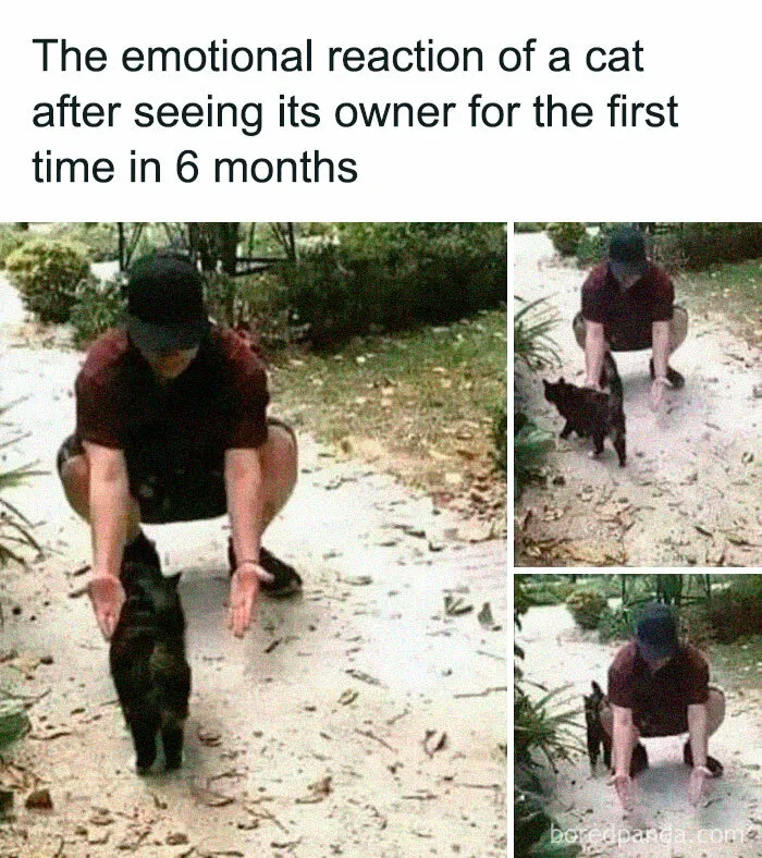 50 Funny Cat Jokes Created By People Clearly Living With One